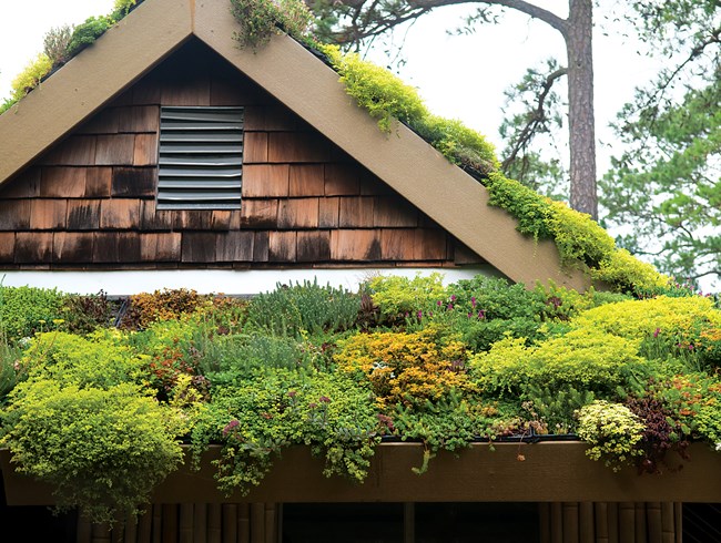 Озеленение крыш в Краснодаре